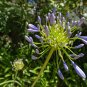 Agapanthus Africanus Flower 100 PCS Seeds