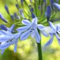 Agapanthus Africanus Flower 100 PCS Seeds