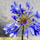 Agapanthus Africanus Beautiful 50 PCS Seeds