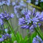 Agapanthus Africanus Beautiful 50 PCS Seeds