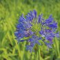 Agapanthus Africanus Beautiful 50 PCS Seeds