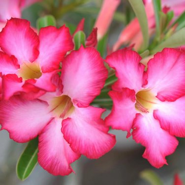 Adenium White Rose Red Colorful Single Flowers Desert Rose 1 PCS Seeds