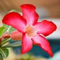 Adenium White Rose Red Colorful Single Flowers Desert Rose 1 PCS Seeds