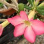 Adenium Single Petals White Flowers with Rose Pink Edge Desert Rose 2 PCS Seeds