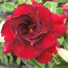 Adenium Red Colorful Double Flowers 5 PCS Seeds Adenium Red Colorful Double Flowers 5 PCS Seeds