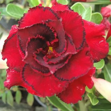 Adenium Red Colorful Double Flowers 5 PCS Seeds
