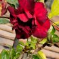 Adenium Red Colorful Double Flowers 5 PCS Seeds