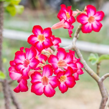 Adenium Obesum Exotic Desert Rose Flowers Balcony Desert Rose Bonsai 5 PCS Seeds