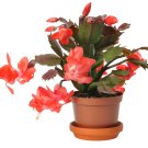 Schlumbergera Flores Christmas Cactus Plant 100 PCS Seeds Schlumbergera Flores Christmas Cactus Plant 100 PCS Seeds