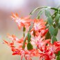 Schlumbergera Flores Christmas Cactus Plant 100 PCS Seeds