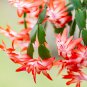 Schlumbergera Flores Christmas Cactus Plant 100 PCS Seeds