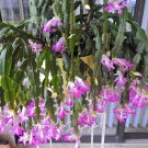 Schlumbergera Flores Christmas Cactus Plant Water Pink Flowers 100 PCS Seeds Schlumbergera Flores Christmas Cactus Plant Water Pink Flowers 100 PCS Seeds