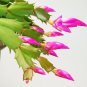 Schlumbergera Flores Christmas Cactus Plant Water Pink Flowers 100 PCS Seeds
