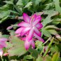 Schlumbergera Flores Christmas Cactus Plant Water Pink Flowers 100 PCS Seeds