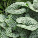 Sea Heart Brunnera Shade Blue Flowers Gallon Pot 50 PCS Seeds Sea Heart Brunnera Shade Blue Flowers Gallon Pot 50 PCS Seeds