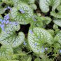 Sea Heart Brunnera Shade Blue Flowers Gallon Pot 50 PCS Seeds