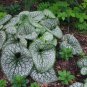 Sea Heart Brunnera Shade Blue Flowers Gallon Pot 50 PCS Seeds