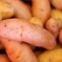 Russian Banana Fingerling Potato Bonsa Organic 100 PCS Seeds