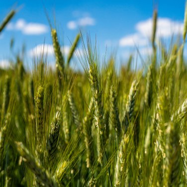 Ryegrass Grass Semente 1000 PCS Seeds