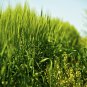 Ryegrass Grass Semente 1000 PCS Seeds
