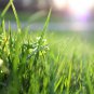 Ryegrass Grass Semente 1000 PCS Seeds