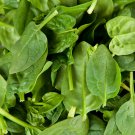 Salad Baby Spinach 10 PCS Seeds