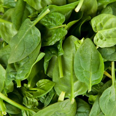 Salad Baby Spinach 10 PCS Seeds