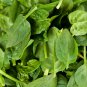Salad Baby Spinach 10 PCS Seeds