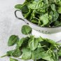 Salad Baby Spinach 10 PCS Seeds