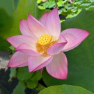 Sanhua Series Nelumbo Nucifera Lotus 20 PCS Seeds