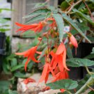 Santa Cruz Sunset Trailing Begonia 15 PCS Seeds