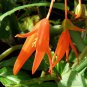Santa Cruz Sunset Trailing Begonia 15 PCS Seeds