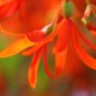 Santa Cruz Sunset Trailing Begonia 15 PCS Seeds