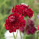 Scabiosa Atropurpurea Red 50 PCS Seeds