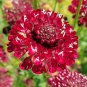 Scabiosa Atropurpurea Red 50 PCS Seeds