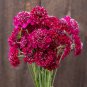 Scabiosa Atropurpurea Red 50 PCS Seeds