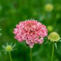 Scabiosa Atropurpurea 'Salmon Pink' 50 PCS Seeds
