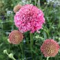 Scabiosa Atropurpurea 'Salmon Pink' 50 PCS Seeds