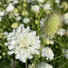 Scabiosa Atropurpurea White 50 PCS Seeds