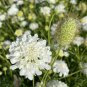 Scabiosa Atropurpurea White 50 PCS Seeds
