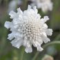 Scabiosa Atropurpurea White 50 PCS Seeds