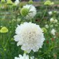 Scabiosa Atropurpurea White 50 PCS Seeds