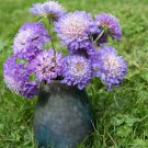 Scabiosa caucasica 'Fama Deep Blue' 50 PCS Seeds