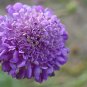 Scabiosa caucasica 'Fama Deep Blue' 50 PCS Seeds
