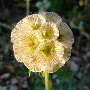 Scabiosa stellata 50 PCS Seeds