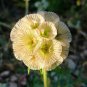 Scabiosa stellata 50 PCS Seeds