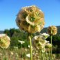 Scabiosa stellata 50 PCS Seeds