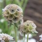 Scabiosa stellata 50 PCS Seeds