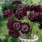 Scabiosa Atropurpurea 'Black Knight' 50 PCS Seeds