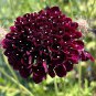 Scabiosa Atropurpurea 'Black Knight' 50 PCS Seeds